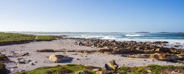 Stony Point Doğa Koruma Alanı, Güney Afrika