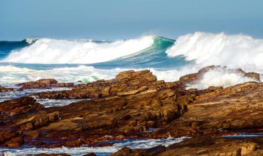 Stony Point Doğa Koruma Alanı, Güney Afrika