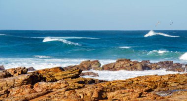 Stony Point Doğa Koruma Alanı, Güney Afrika