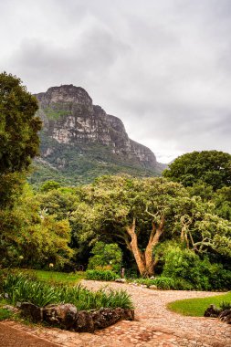 Cape Town, Güney Afrika - 3 Haziran 2025 Kirstenbosch Botanik Bahçeleri