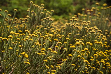 Cape Town, Güney Afrika - 3 Haziran 2025 Kirstenbosch Botanik Bahçeleri