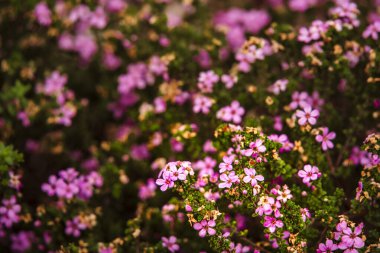 Cape Town, Güney Afrika - 3 Haziran 2025 Kirstenbosch Botanik Bahçeleri