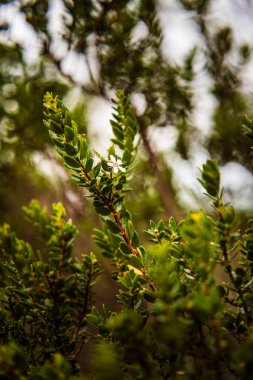 Cape Town, Güney Afrika - 3 Haziran 2025 Kirstenbosch Botanik Bahçeleri