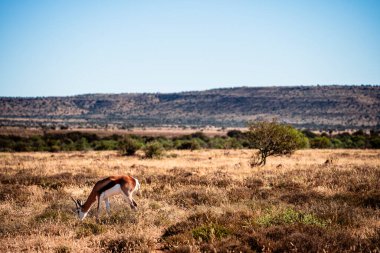 Mountain Zebra Ulusal Parkı, Güney Afrika