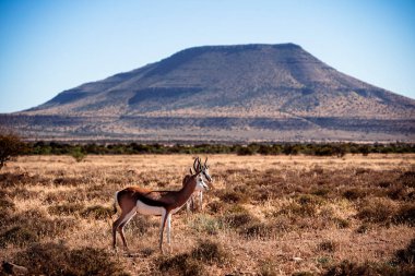 Mountain Zebra Ulusal Parkı, Güney Afrika