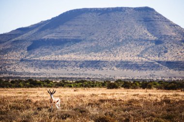 Mountain Zebra Ulusal Parkı, Güney Afrika