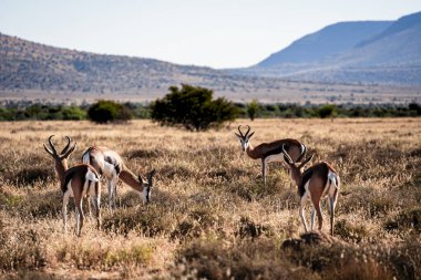 Mountain Zebra Ulusal Parkı, Güney Afrika
