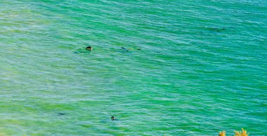 Robberg Doğa Koruma Alanı ve Deniz Koruma Alanı, Güney Afrika