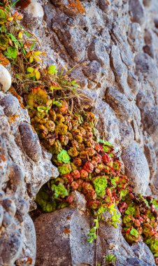 Robberg Doğa Koruma Alanı ve Deniz Koruma Alanı, Güney Afrika