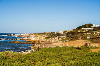 Stony Point Doğa Koruma Alanı, Güney Afrika