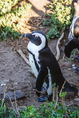 Stony Point Doğa Koruma Alanı, Güney Afrika