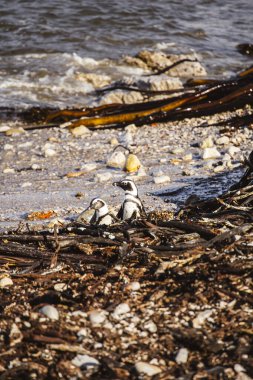 Stony Point Doğa Koruma Alanı, Güney Afrika