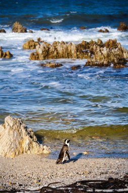 Stony Point Doğa Koruma Alanı, Güney Afrika