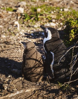 Stony Point Doğa Koruma Alanı, Güney Afrika