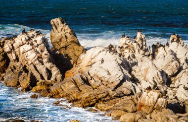 Stony Point Doğa Koruma Alanı, Güney Afrika