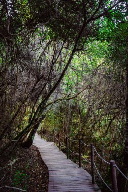 Storms River Mouth, Tsitsikamma Ulusal Parkı, Güney Afrika