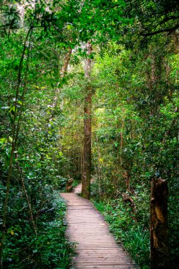 Güney Afrika 'daki Tsitsikamma Milli Parkı