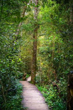 Güney Afrika 'daki Tsitsikamma Milli Parkı