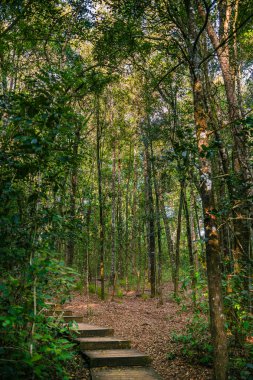 Güney Afrika 'daki Tsitsikamma Milli Parkı
