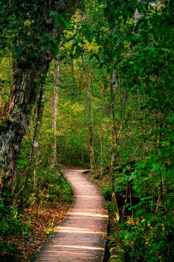 Güney Afrika 'daki Tsitsikamma Milli Parkı