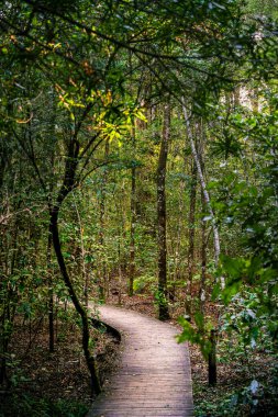 Güney Afrika 'daki Tsitsikamma Milli Parkı