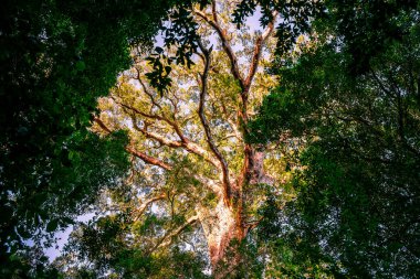 Güney Afrika 'daki Tsitsikamma Milli Parkı