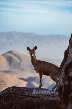 Swartberg Geçidi, Karoo, Güney Afrika