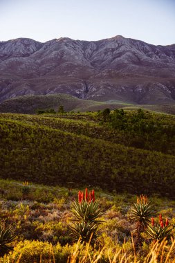 Swartberg Geçidi, Karoo, Güney Afrika