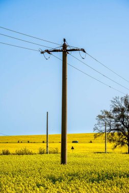 Enisala çiçek açtı, Dobruja, Romanya