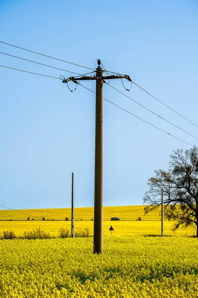 Enisala çiçek açtı, Dobruja, Romanya