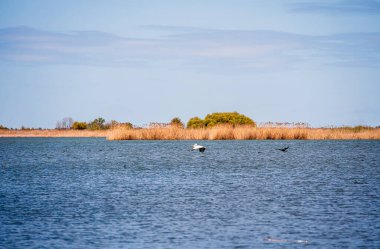 Romanya 'nın Sfantu Gheorghe kentinde Tuna Deltası manzarası