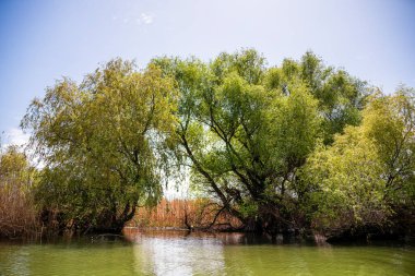Romanya 'nın Sfantu Gheorghe kentinde Tuna Deltası manzarası