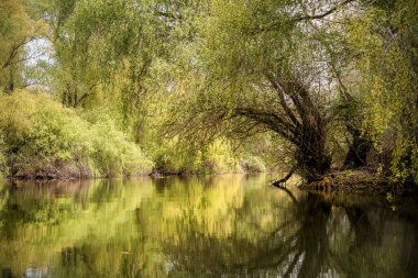 Romanya 'nın Sfantu Gheorghe kentinde Tuna Deltası manzarası
