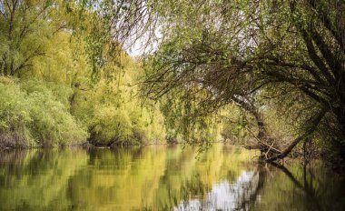 Romanya 'nın Sfantu Gheorghe kentinde Tuna Deltası manzarası