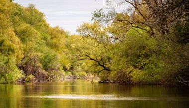 Romanya 'nın Sfantu Gheorghe kentinde Tuna Deltası manzarası