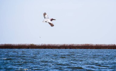 Romanya 'nın Sfantu Gheorghe kentinde Tuna Deltası manzarası