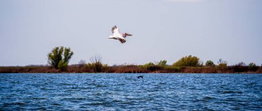 Romanya 'nın Sfantu Gheorghe kentinde Tuna Deltası manzarası