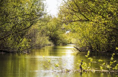 Romanya 'nın Sfantu Gheorghe kentinde Tuna Deltası manzarası