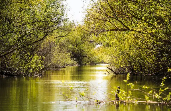 Romanya 'nın Sfantu Gheorghe kentinde Tuna Deltası manzarası