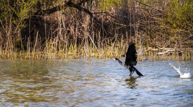 Romanya 'nın Sfantu Gheorghe kentinde Tuna Deltası manzarası