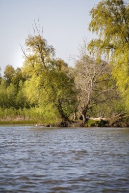 Romanya 'nın Sfantu Gheorghe kentinde Tuna Deltası manzarası