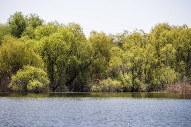 Romanya 'nın Sfantu Gheorghe kentinde Tuna Deltası manzarası