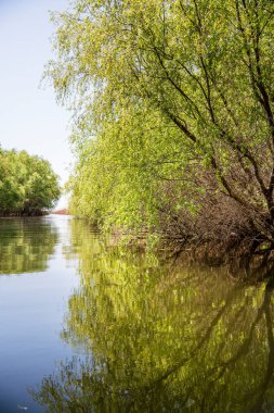 Romanya 'nın Sfantu Gheorghe kentinde Tuna Deltası manzarası