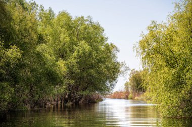 Romanya 'nın Sfantu Gheorghe kentinde Tuna Deltası manzarası