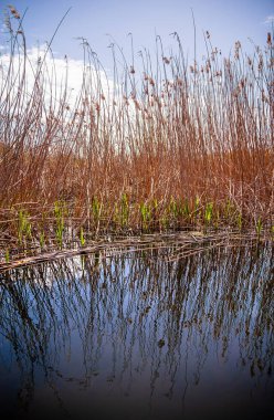 Romanya 'nın Sfantu Gheorghe kentinde Tuna Deltası manzarası