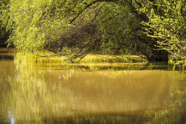 Romanya 'nın Sfantu Gheorghe kentinde Tuna Deltası manzarası