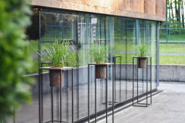 Fragment of green plants in grunge metal pots placed outdoors for decoration in loft exterior. Selective focus. Low DOF.