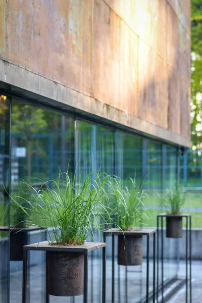 Green Plants Grunge Metal Pots Placed Outdoors Decoration Loft Exterior — Stock Photo, Image