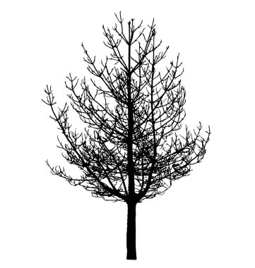 ayrıntılı çıplak ağaç silueti
