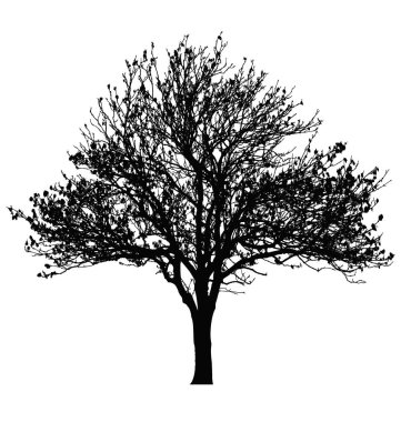 ayrıntılı sonbahar ağaç silueti